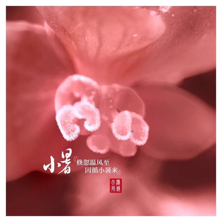 花卉的手机微距摄影