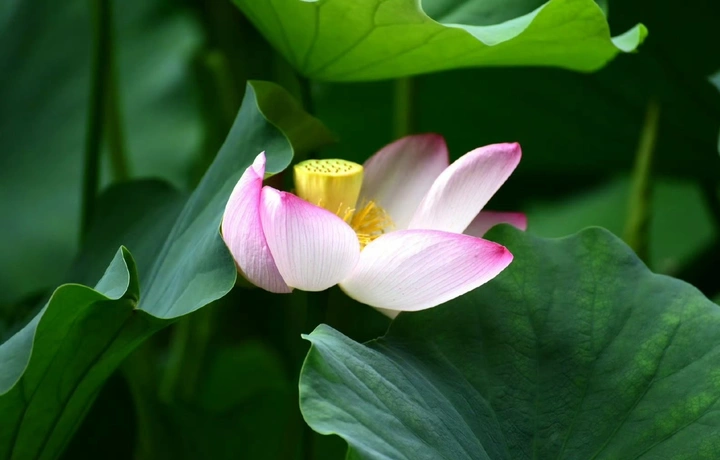 桂湖荷韵