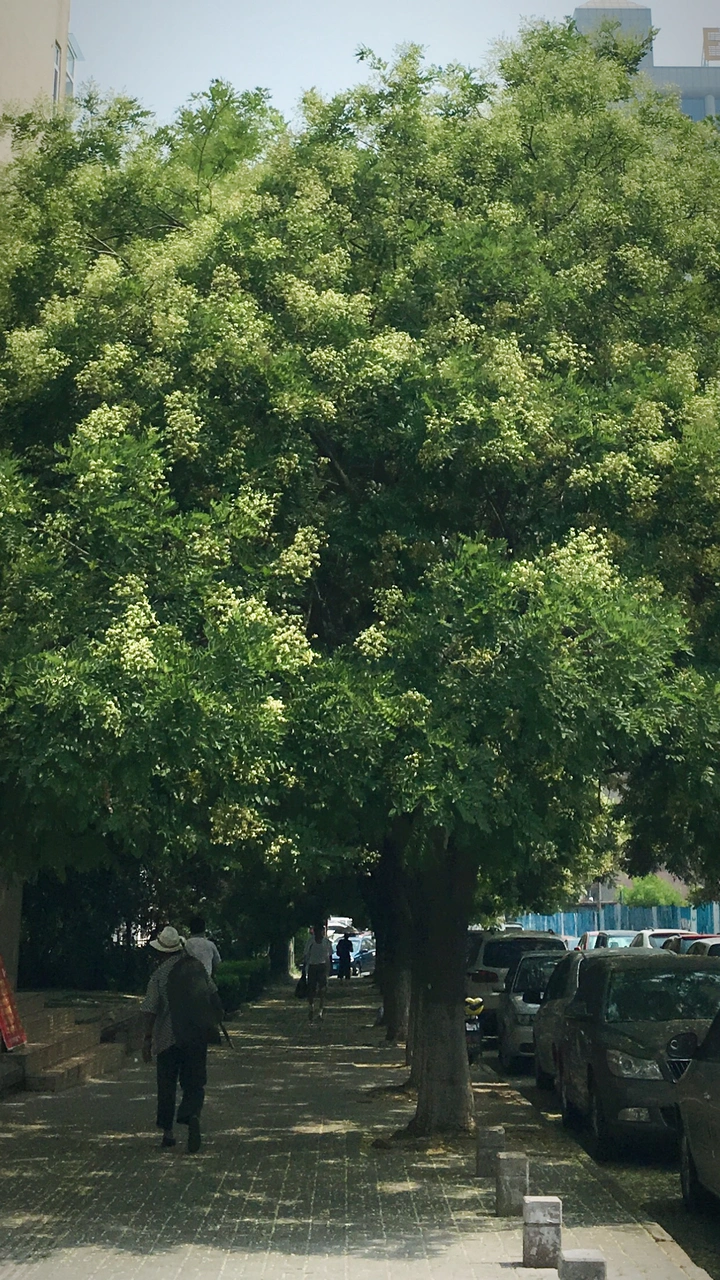 大门前的绿荫