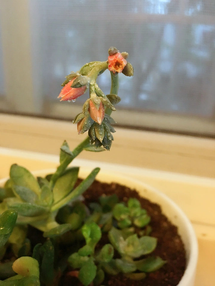 醒来花几只