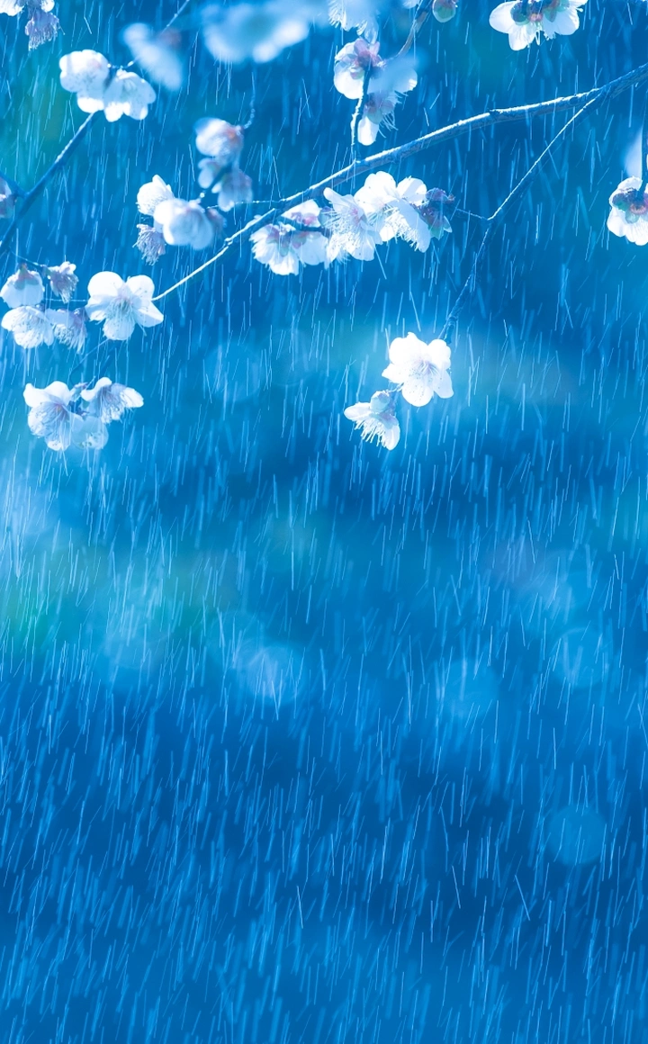 那场春雨，那棵冬梅