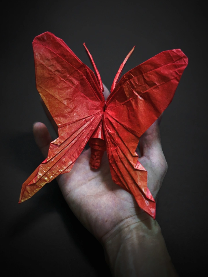 《Butterfly🦋dream》