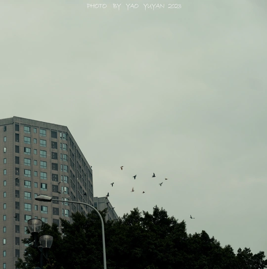 天空上飞过一群鸟 鸟群中有一些建筑物。