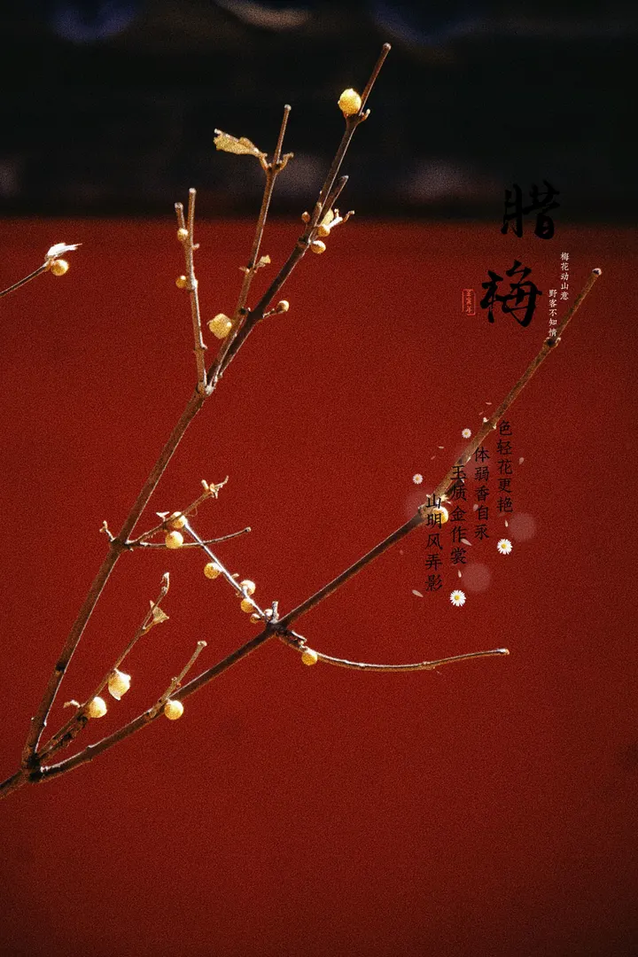 腊梅
