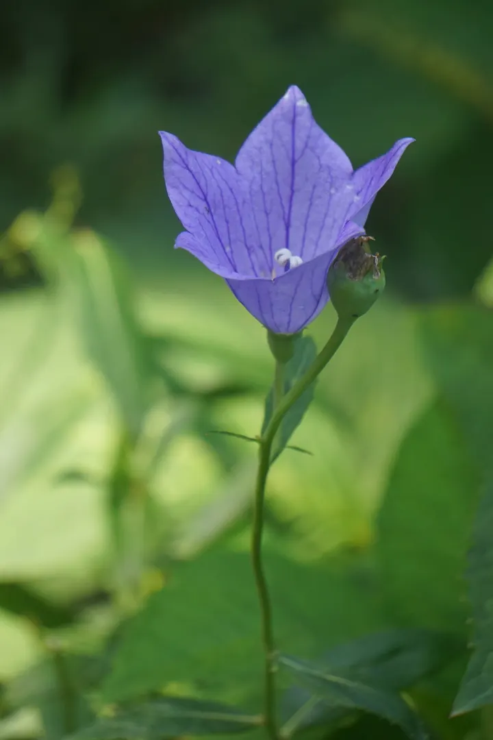 偶遇，植物园的桔梗