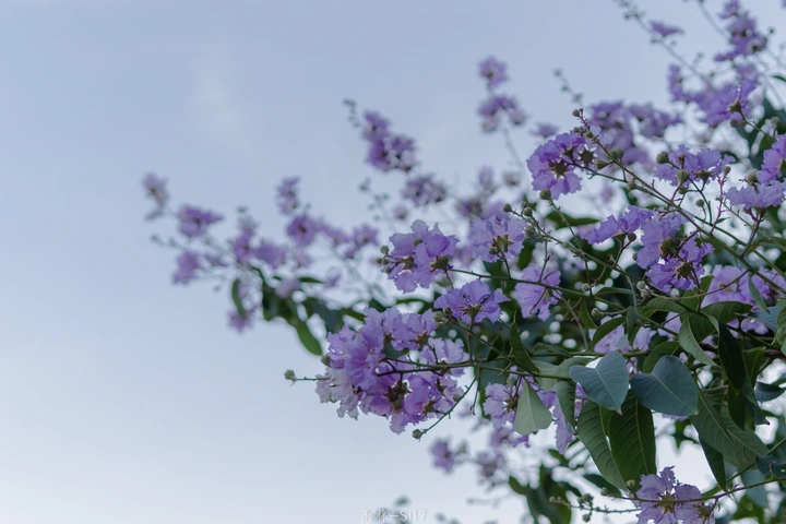 夏之紫
