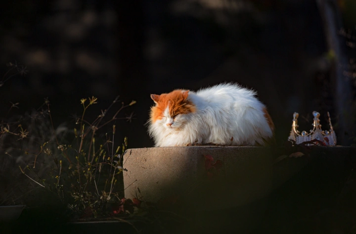 猫皇