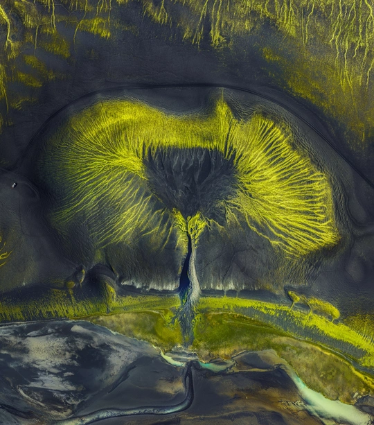 汲取营养的生命之树