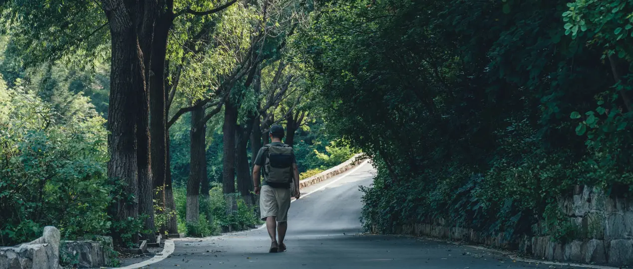 一个人打着伞走在两边种满树的道路小径上