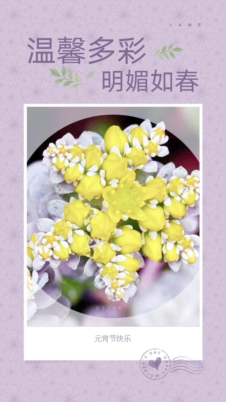 欣赏唯美且温馨多彩的花卉作品
