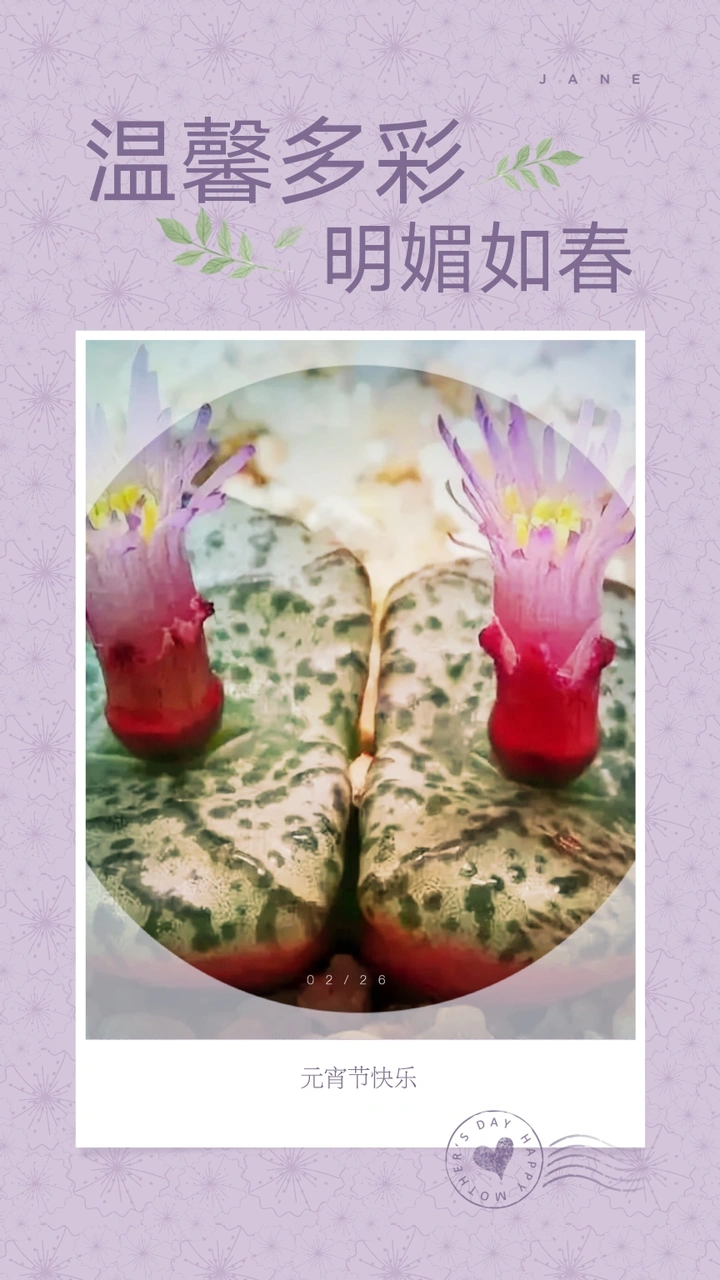 欣赏唯美且温馨多彩的花卉作品