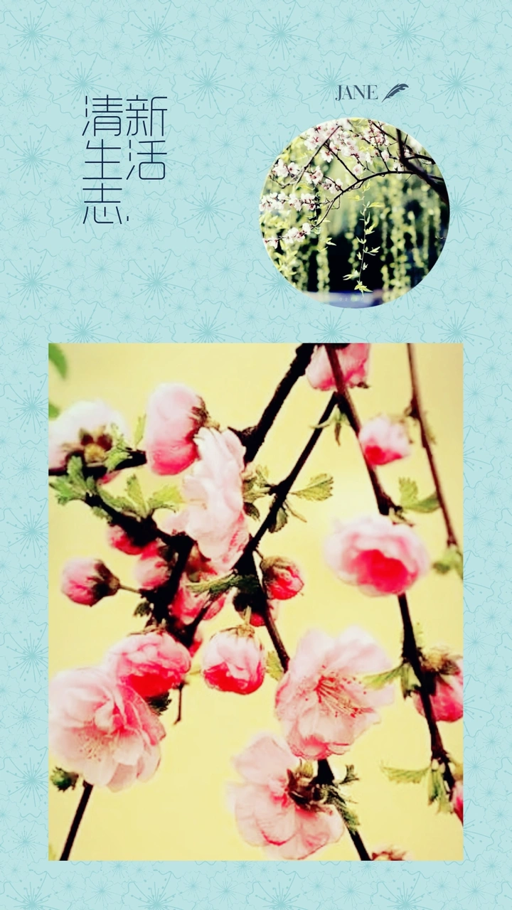 欣赏唯美且温馨多彩的花卉作品