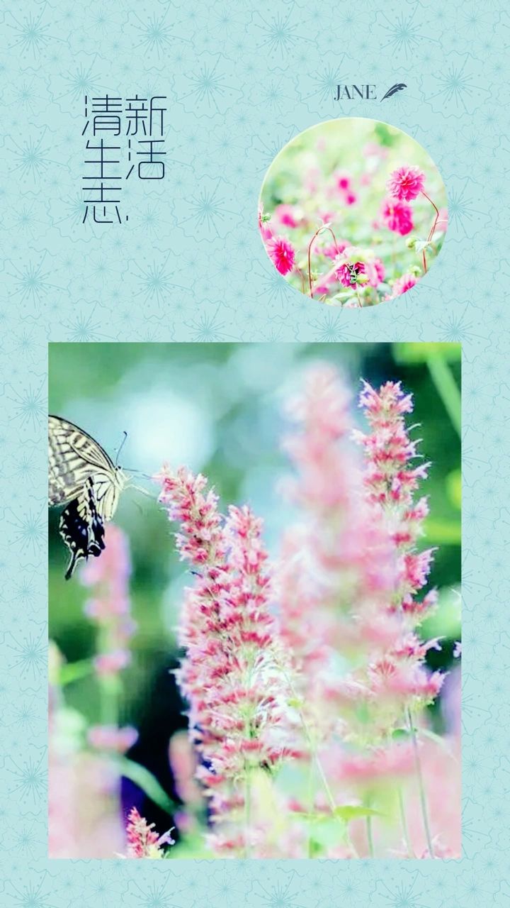 欣赏唯美且温馨多彩的花卉作品
