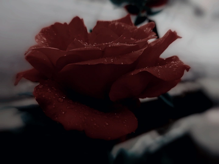鲜花