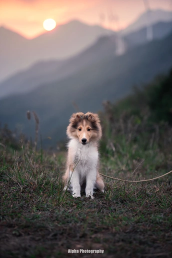 夕阳西下 一只小狗在田野中 背景是山脉。