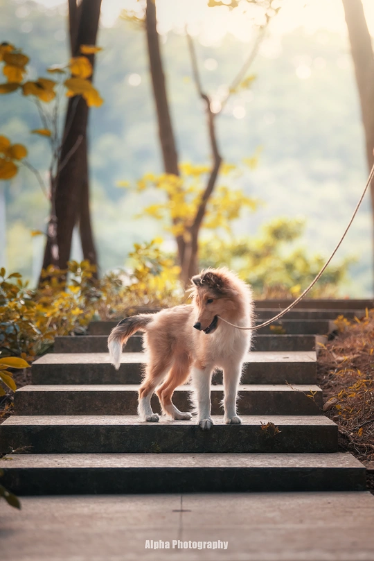 一只系着绳子的狗站在一些楼梯上