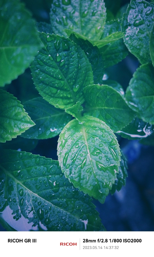 雨后植物上的叶子上的水珠