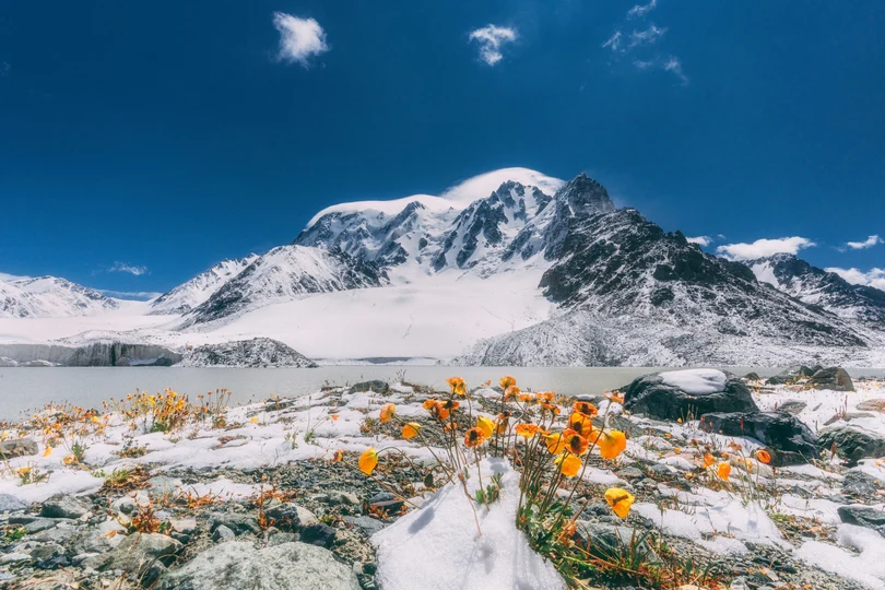 在一座白雪皑皑的山脉前 有一片黄色的花朵。