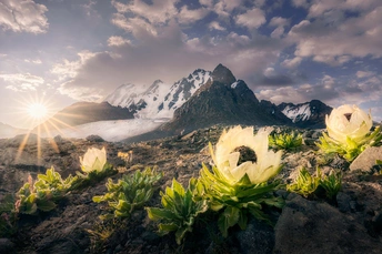 白花在岩石上盛开 背景是山脉