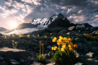 一片黄色的野花在一个岩石地上 背景是山脉 夕阳低垂在天空中。