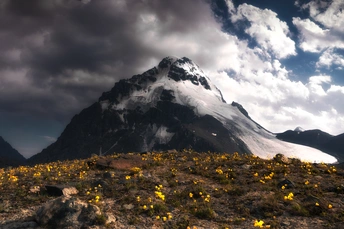 一片黄色的野花 背景是一座山
