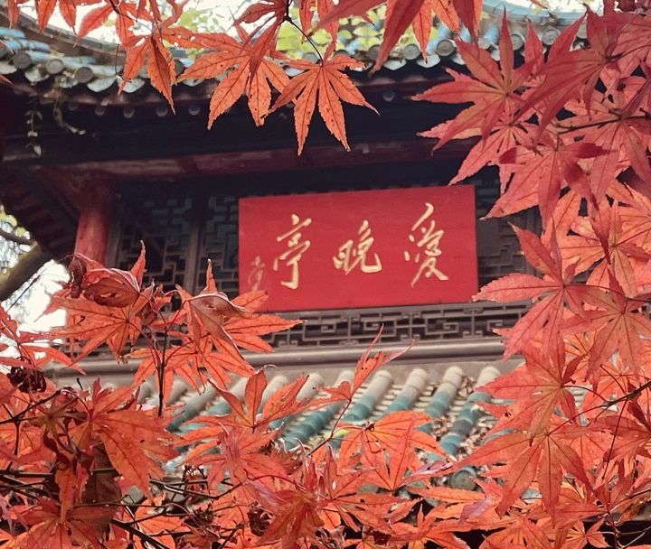 爱晚亭