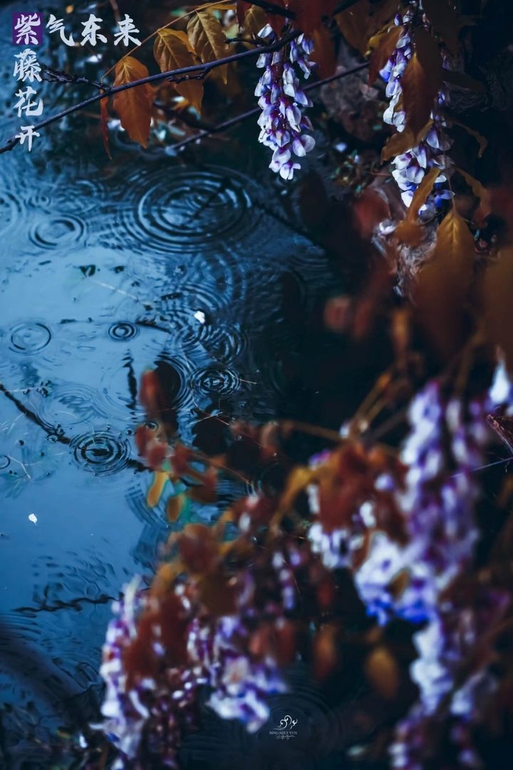 紫湖三紫（姊）妹
