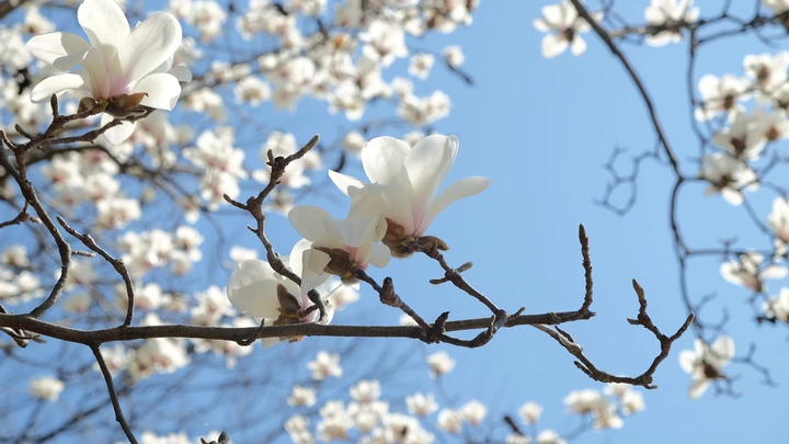 似景春日，向阳而生