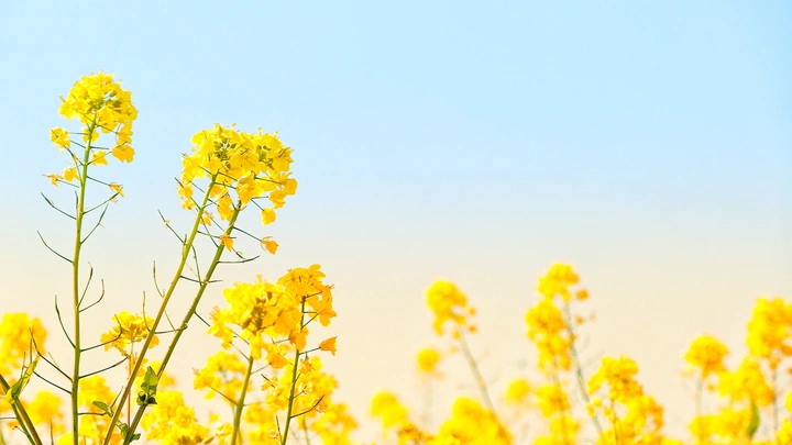 油菜花的花语是加油