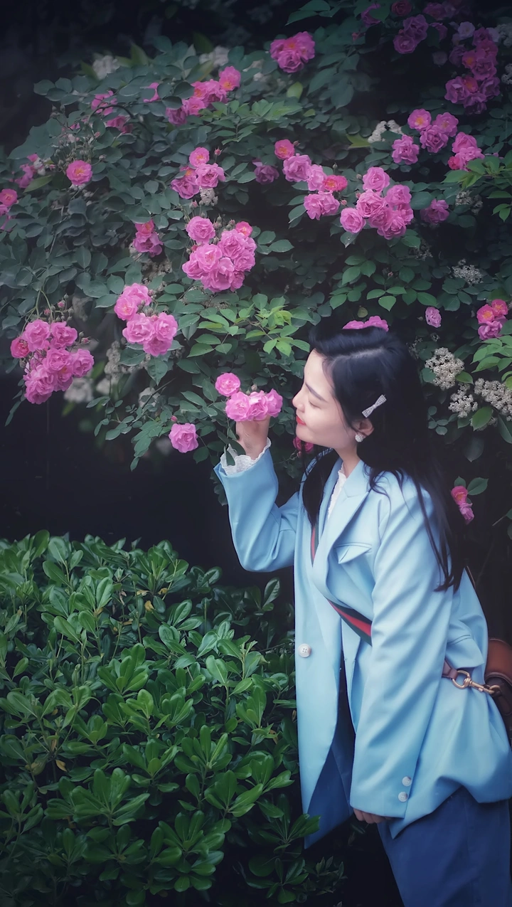 蔷薇花开