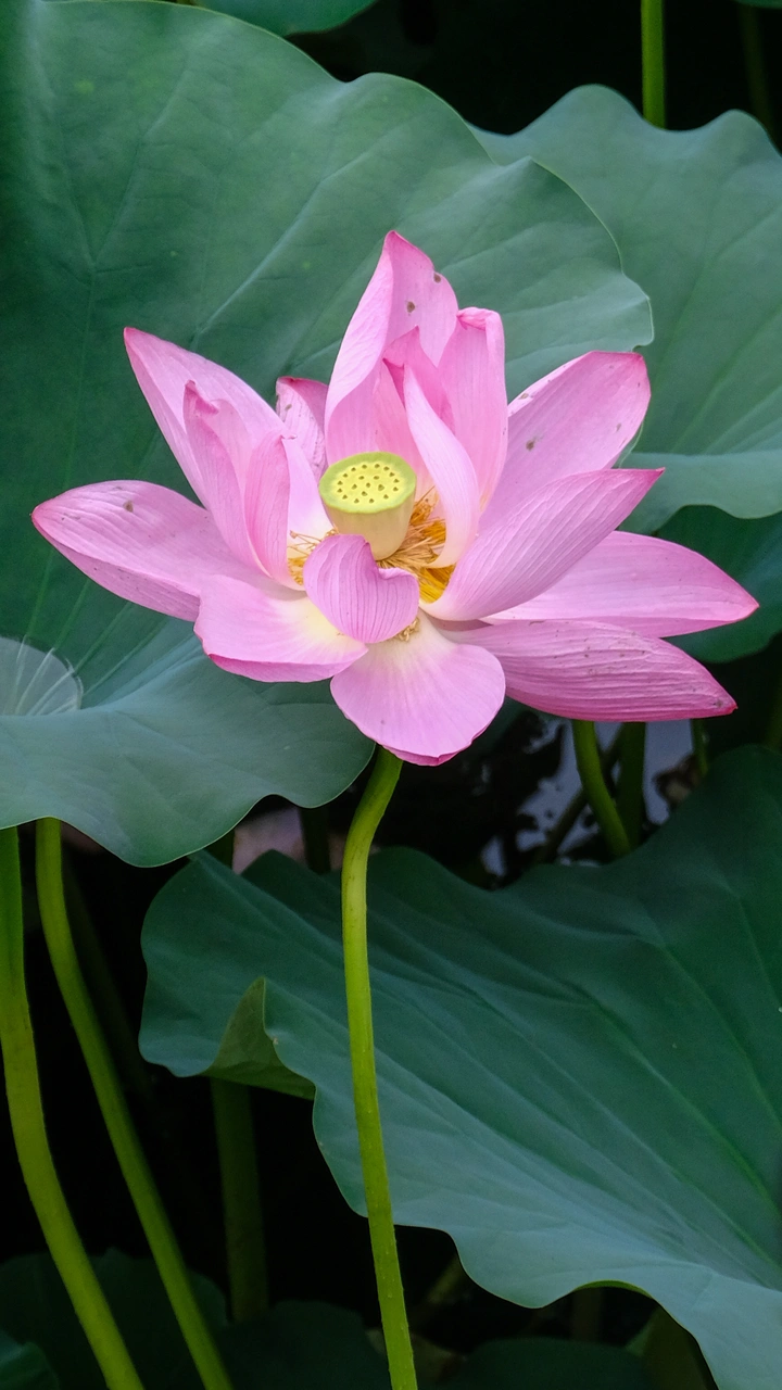夏天与荷花
