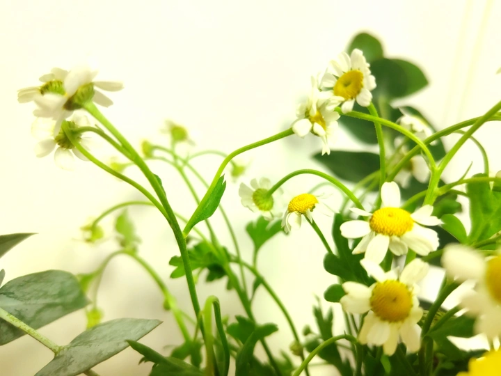 送你一束，迷思花