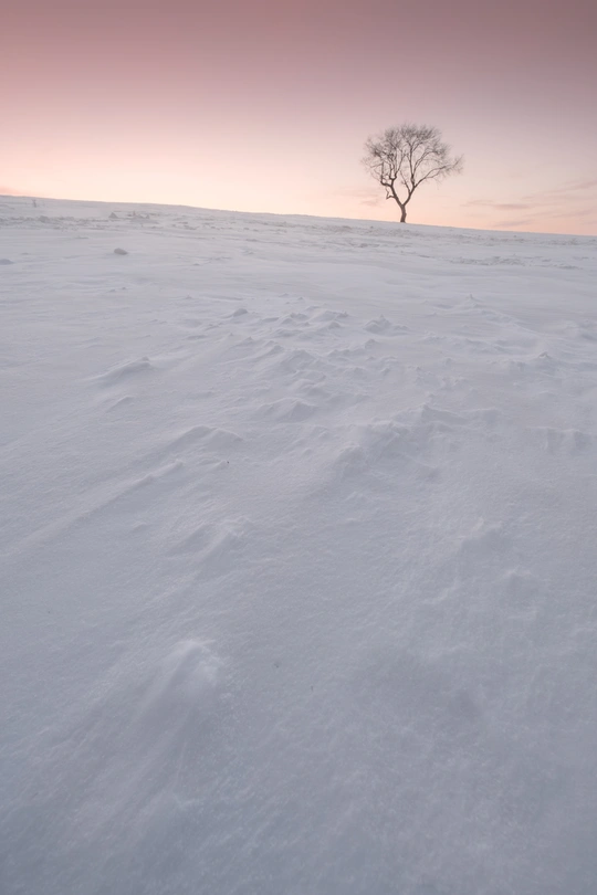 一个白雪皑皑的景观 一棵孤独的树矗立在一片冰冻的田野中央 在粉色的天空中。