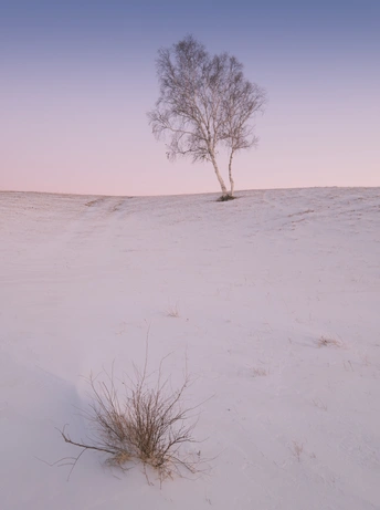 雪地上的一个雪景 一棵孤树在雪地中央 夕阳西下