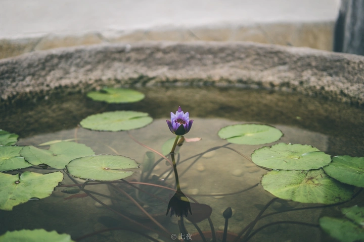 旅行•花