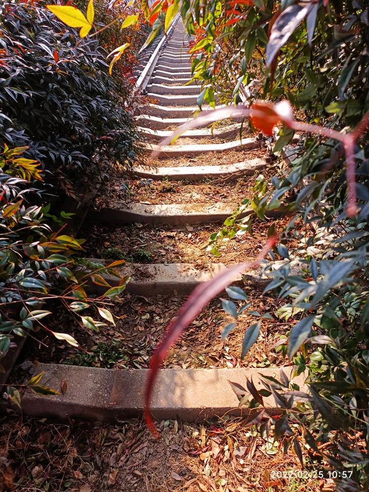 旅行南天竹