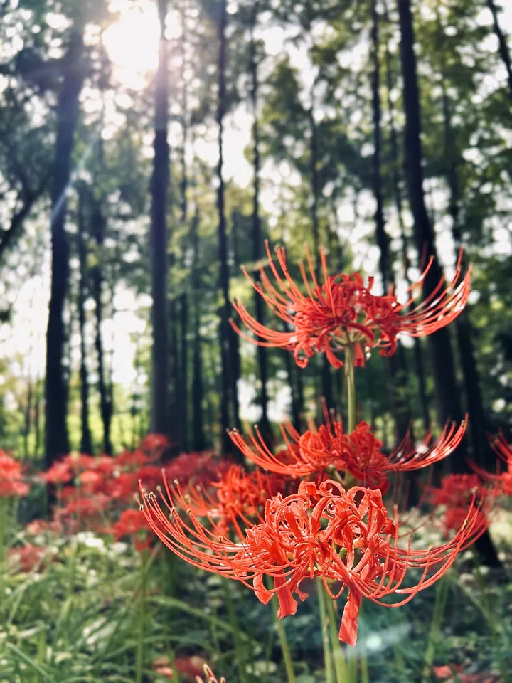 花叶两相错-彼岸花