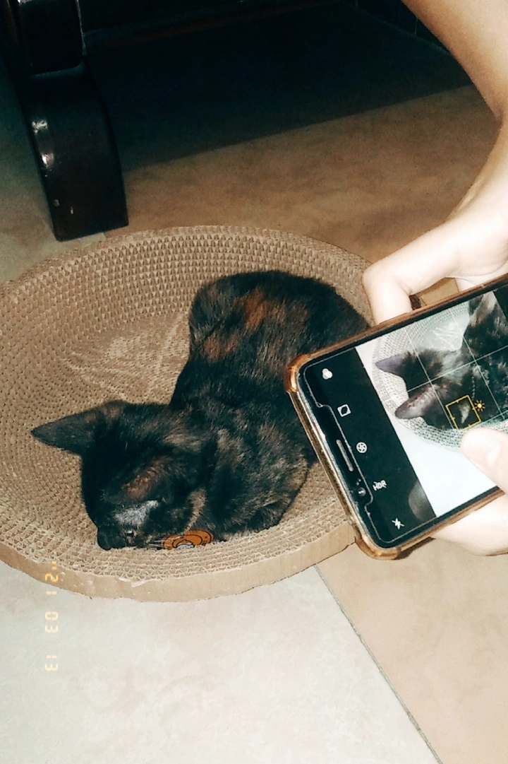 朋友与猫
