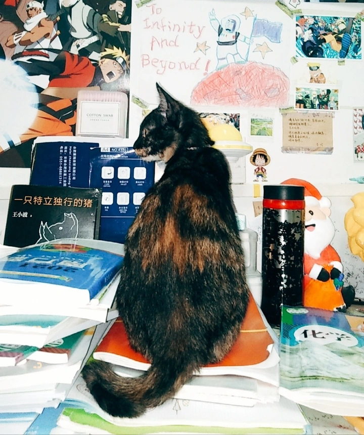 猫咪坐阵知识回血营