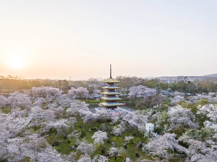 航拍武汉·东湖樱花园