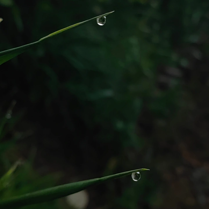 露珠