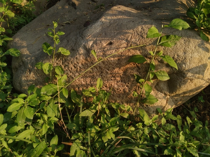 夕阳下的依偎