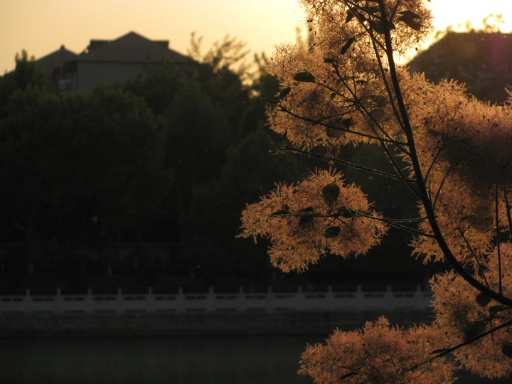 夕阳下的雪花