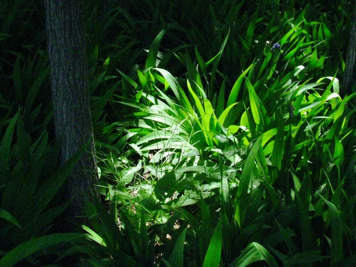 灌木丛中的光