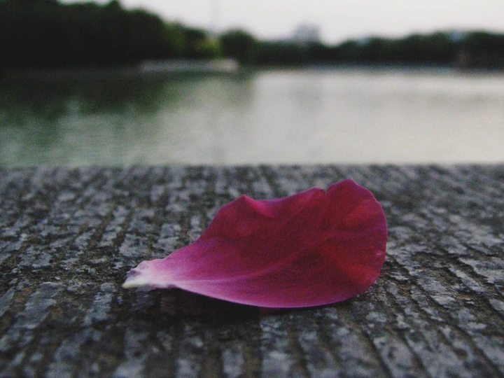 流浪