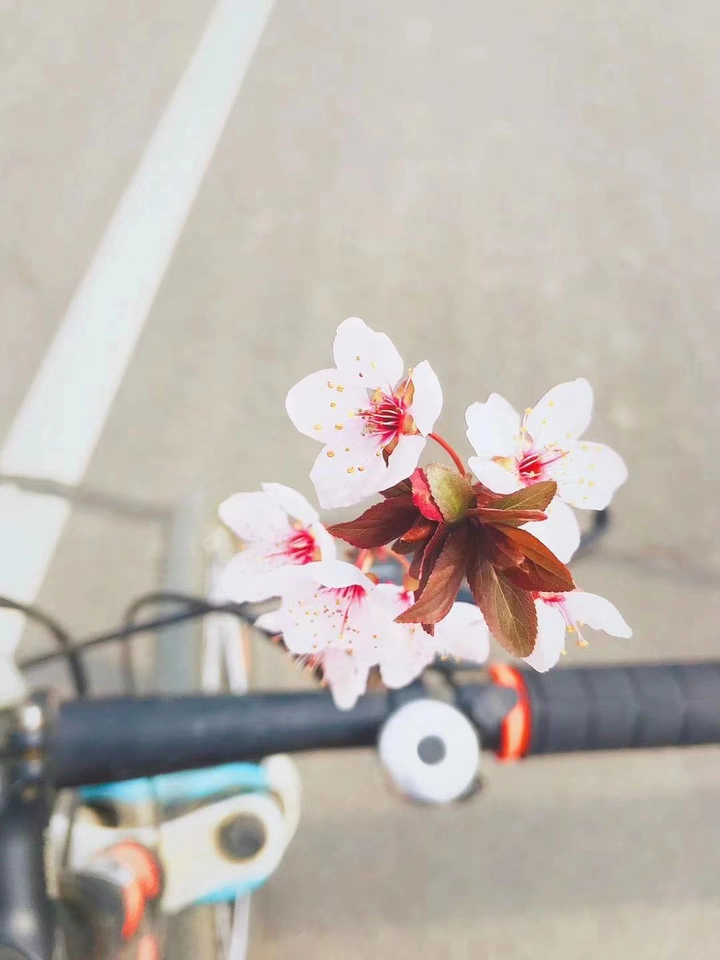 🌺