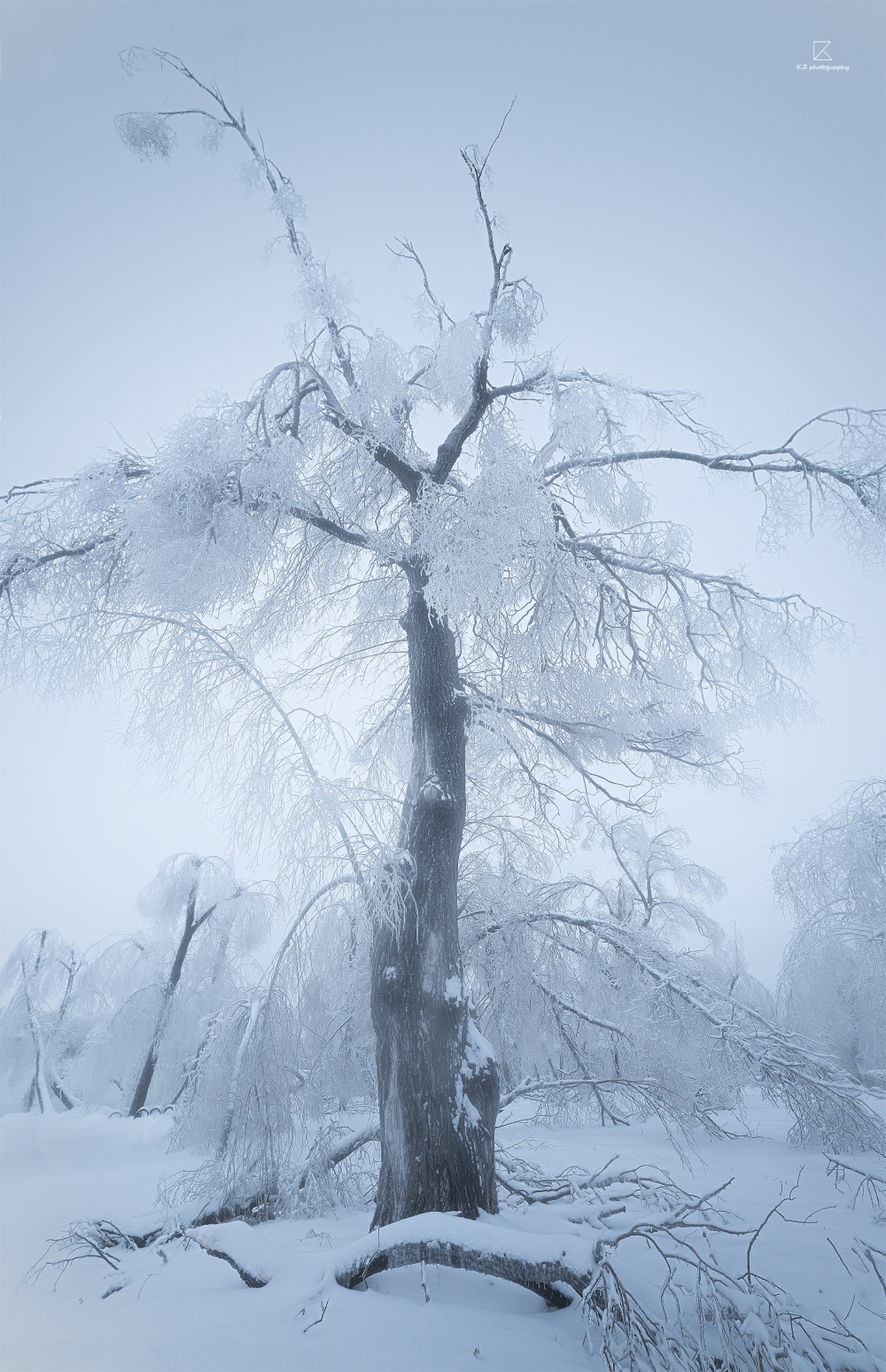 雾和雪中的一棵白雪树