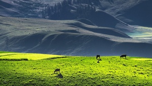 山脉、丘陵和一片绿草地上有马在吃草的风景。