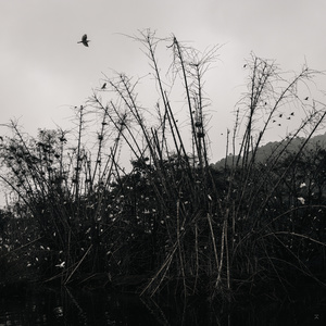 一只黑白相间的鸟在树山之上的天空中飞翔