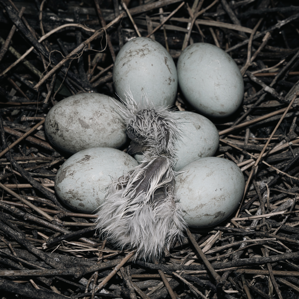 一只坐在鸟巢里带有羽毛和蛋的鸟